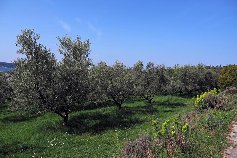 maslinovo-ulje-gramona-modnialmanah-gastro