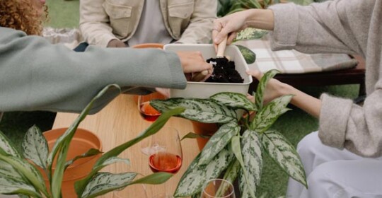 savjet-biljke-zeleni-detox-modnialmanah