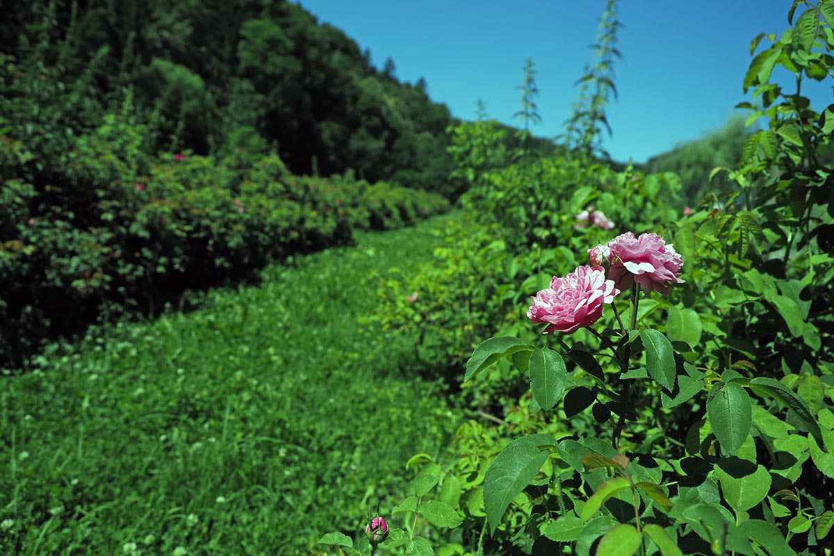 Südsteiermark-južna-štajerska-austrija-modnialmanah-vino-wine-izlet-vikend-priroda