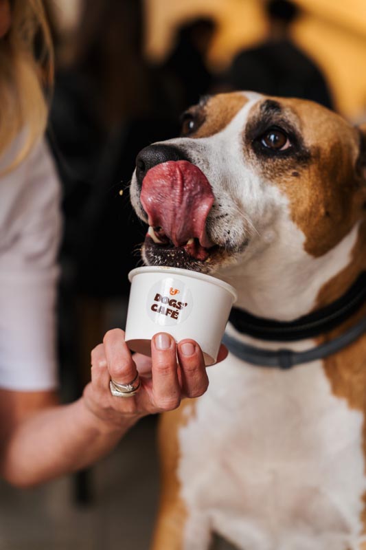 DOGS’-CAFÉ-split-modnialmanah-lifestyle
