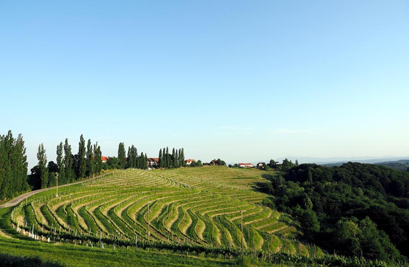 puklavec-family-wines-gastronomija-eno-gastro-wine-vino-modnialmanah-jeruzalem-ormož