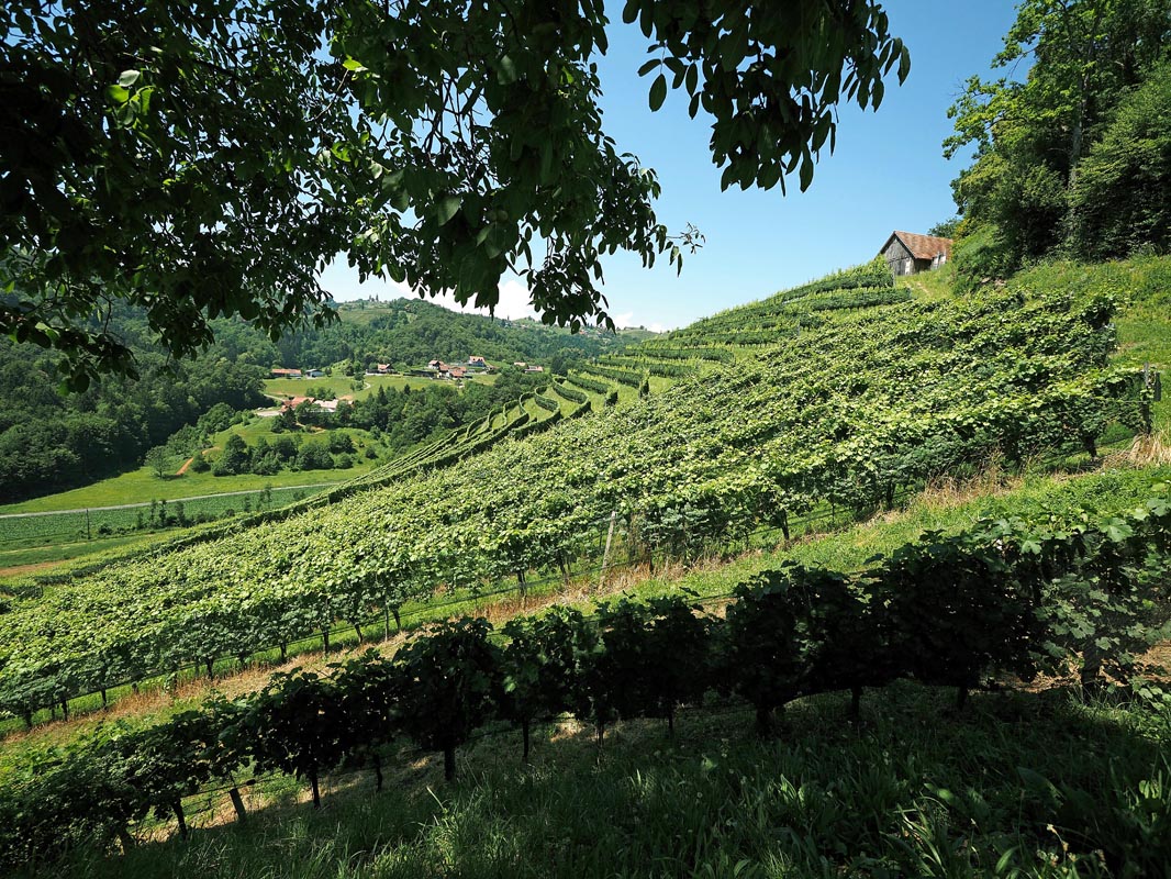 Südsteiermark-južna-štajerska-austrija-modnialmanah-vino-wine-izlet-vikend-priroda