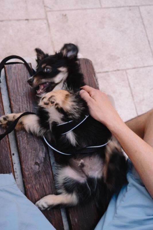 DOGS’-CAFÉ-split-modnialmanah-lifestyle