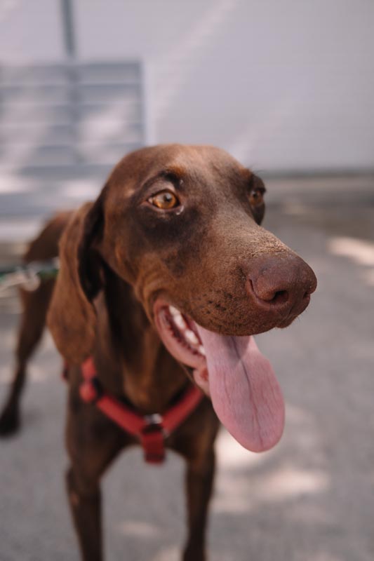 DOGS’-CAFÉ-split-modnialmanah-lifestyle