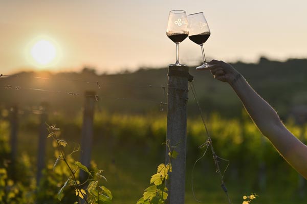 Zalazak-u-vinogradu-meridiana-slavonica-gastronomija-modnialmanah