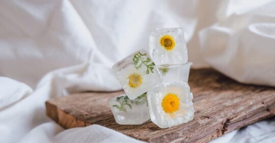 gastro-ledene-kocke-cvijeće-modnialmanah