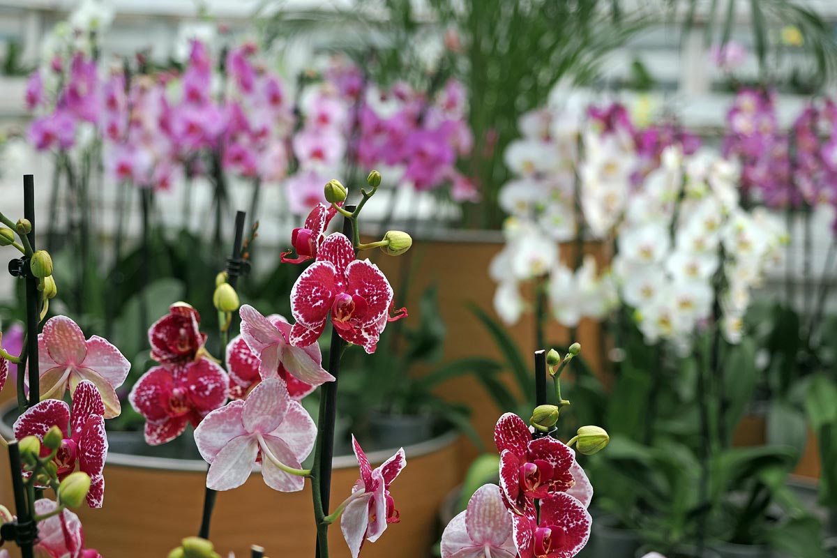 Prošarane tamnoružičaste orhideje u prvom planu ispred bijelih i ljubičastih cvjetova u Ocean Orchids