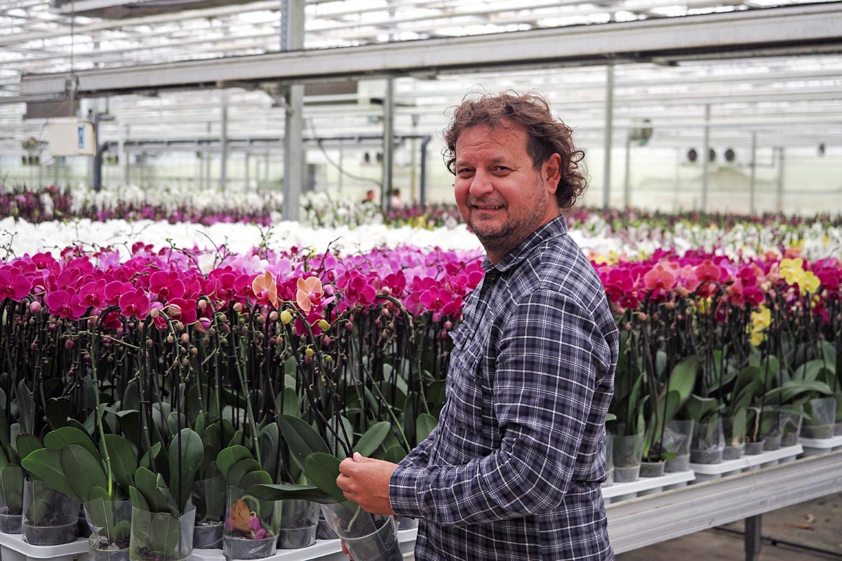 Roman Ferenčak u kariranoj košulji drži lončanicu s orhidejom u stakleniku Ocean Orchids