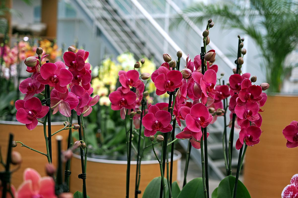 Intenzivno ružičaste orhideje Phalaenopsis u lončanicama s brojnim pupoljcima u rasadniku
