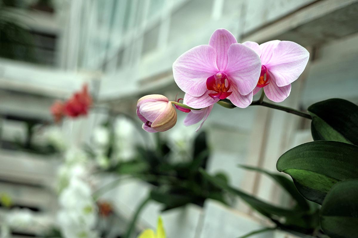 Nježnoružičasta orhideja Phalaenopsis s otvorenim cvjetovima i pupoljkom u krupnom planu