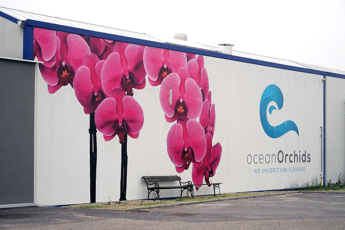 Mural s ružičastim orhidejama na vanjskom zidu tvrtke Ocean Orchids i drvena klupa