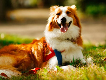 Dugodlaki pas collie zatvorenih očiju sretno leži na osunčanoj travi i pokazuje jezik