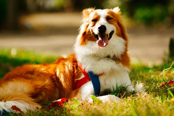 Dugodlaki pas collie zatvorenih očiju sretno leži na osunčanoj travi i pokazuje jezik