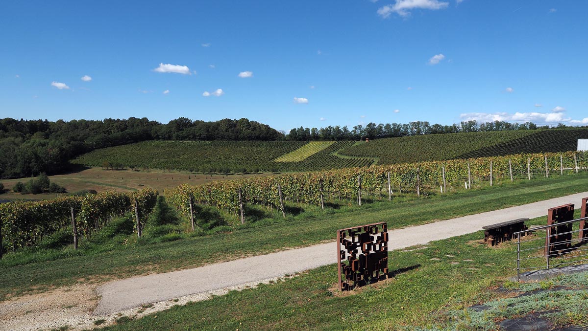 Prostrani vinogradi vinarije Marof na zelenim brežuljcima pod plavim nebom s bijelim oblacima