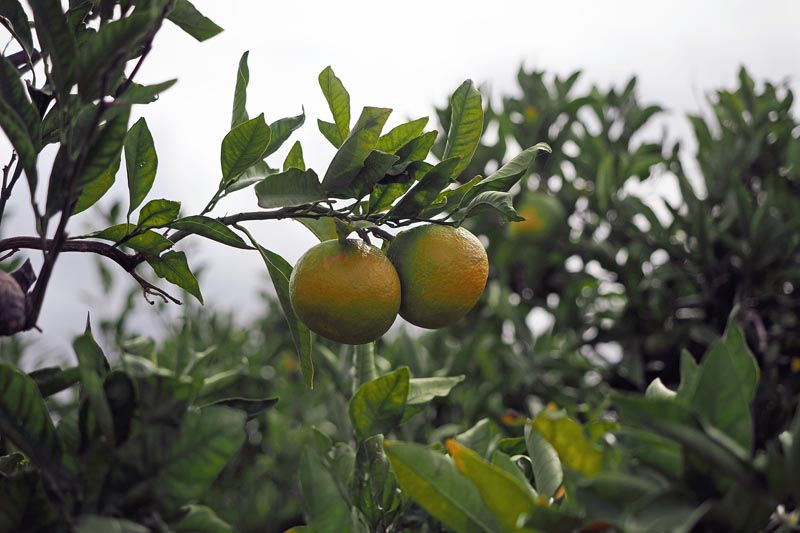 Dvije dozrijevajuće zeleno-narančaste mandarine na grani stabla u voćnjaku
