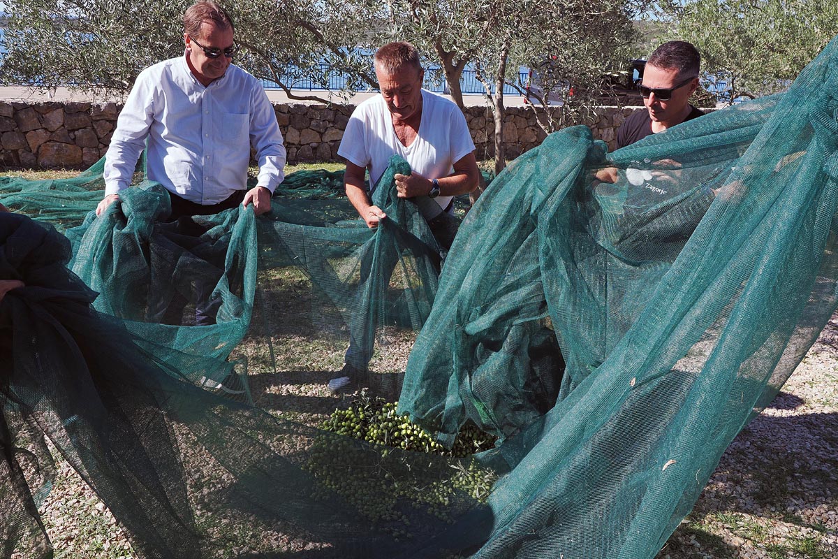 Maslinari zajedno podižu tešku mrežu punu uroda u Puntu na otoku Krku