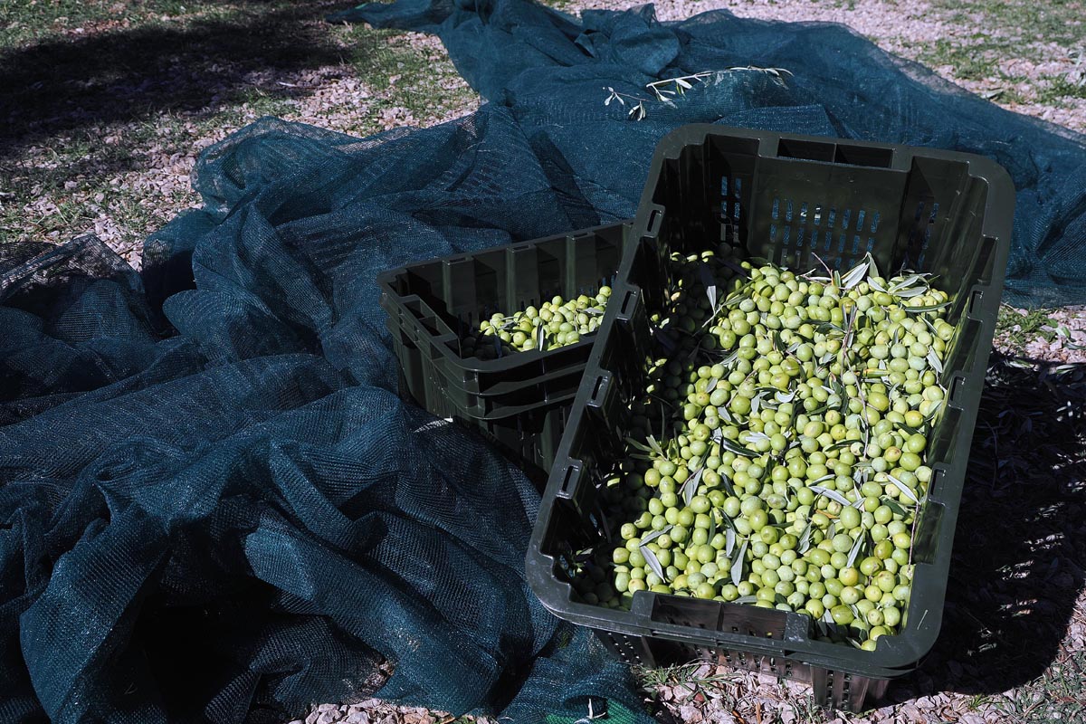 Plastične gajbe napunjene svježim zelenim maslinama pokraj mreže u Puntu na Krku