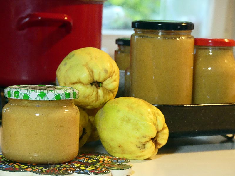 Zrele žute dunje pored staklenki domaće marmelade s poklopcima ispred crvenog lonca